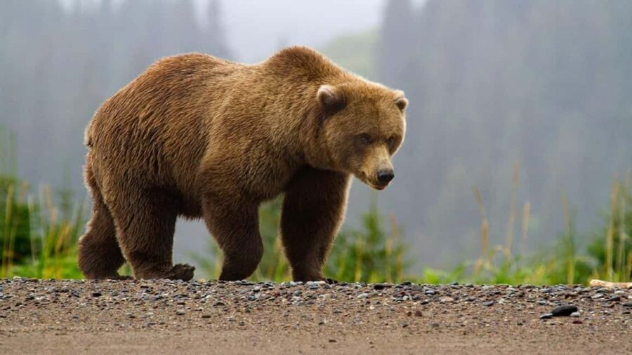 From Bucharest: Făgăraș Mountains and Bear Watching Tour - Key Things I’d Focus On Before You Go