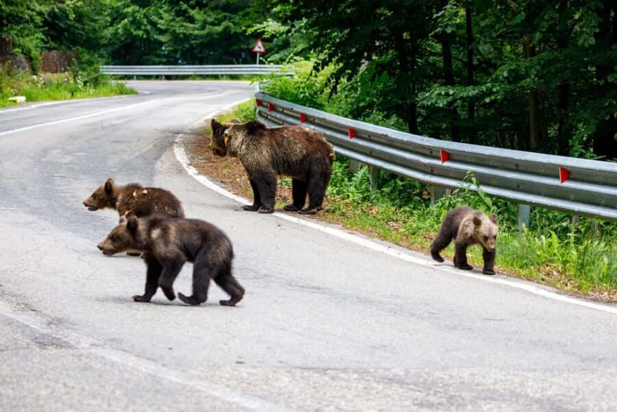 From Bucharest: Făgăraș Mountains and Bear Watching Tour - Transfăgărășan Highway: Turning the Bear Search Into Waiting With a Point