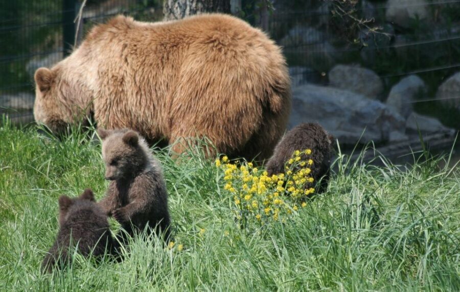From Bucharest: Libearty Bear Sanctuary and Dracula's Castle - Libearty Bear Sanctuary: the ethical bear watching part that actually feels meaningful