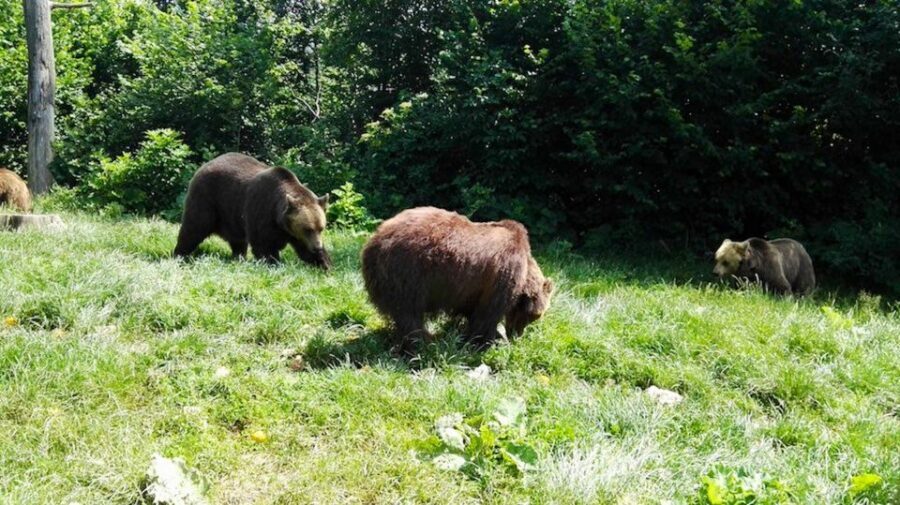 From Bucharest: Libearty Bear Sanctuary and Dracula's Castle - Food stops and market time: how to eat like you’re in Transylvania