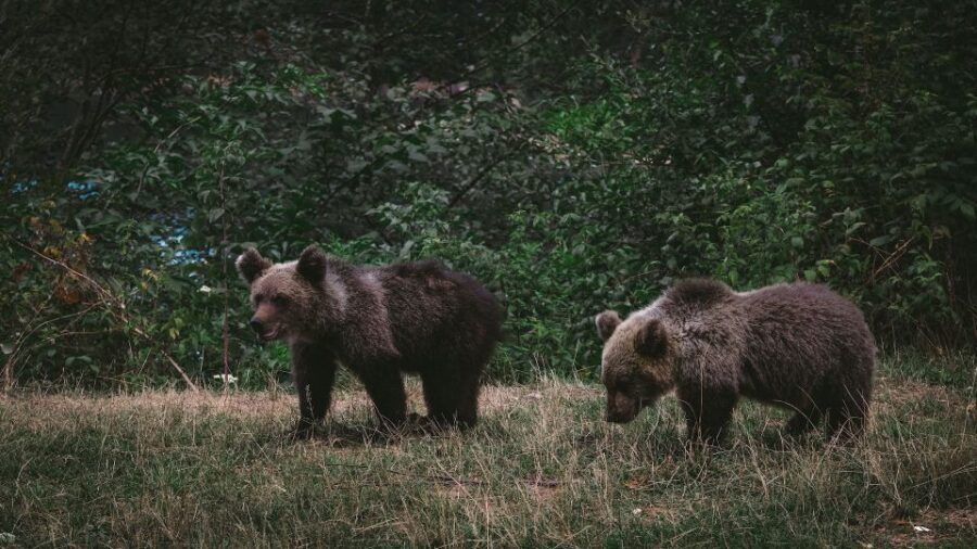 From Bucharest: Libearty Bear Sanctuary and Dracula's Castle - Price and time value from Bucharest: what you’re really paying for