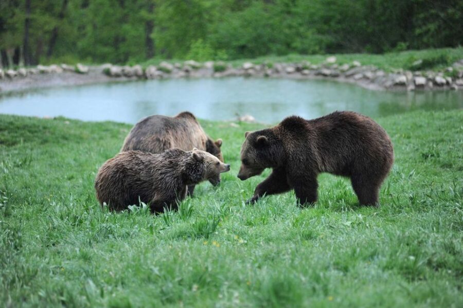 From Bucharest: Libearty Bear Sanctuary and Dracula's Castle - Who this day trip fits best (and who should rethink it)