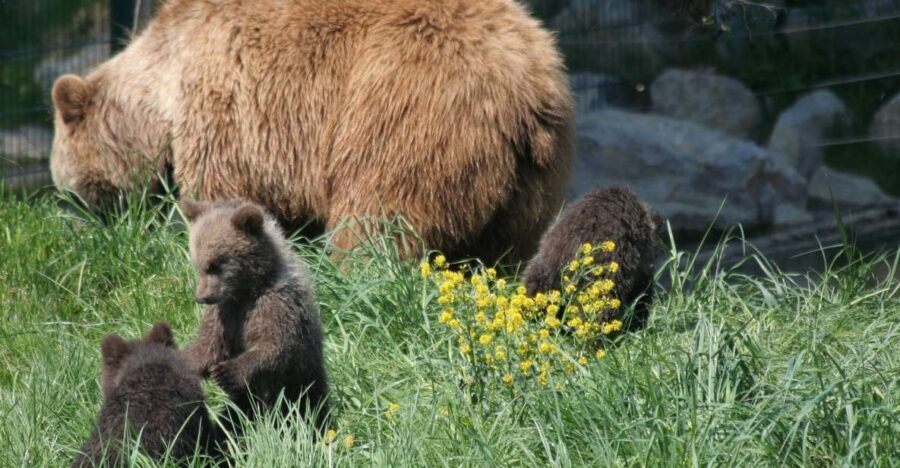 From Bucharest: Libearty Bear Sanctuary and Dracula's Castle - Should you book? My honest take