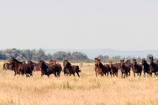 GROUP Guided Day Trip to the Danube Delta, Tulcea - Letea - Key things to know before you go