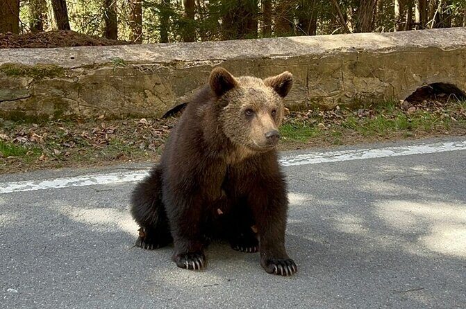 Hike to Poenari Fortress, Vidraru Dam, Argeș Monastery - Private - What to Bring for a Smooth, Comfortable Mountain Day