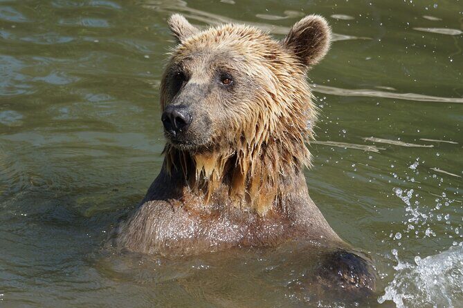 Libearty Bear Sanctuary and Dracula's Castle - Day Tour from Bucharest - Bucharest to Transylvania, with comfort built in