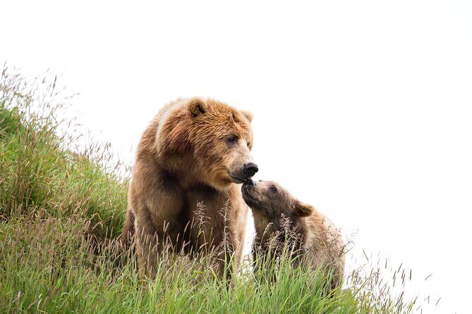 Libearty Bear Sanctuary and Dracula's Castle - Day Tour from Bucharest - Libearty Bear Sanctuary Zărnești: what the 69 hectares really means