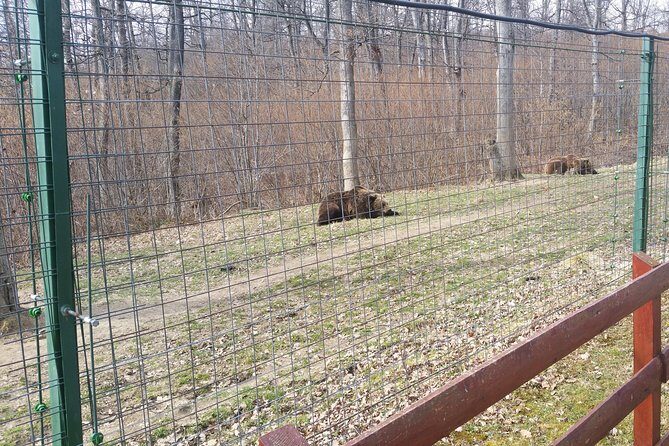 LiBearty Bear Sanctuary Zarnesti Small-Group Trip from Brasov - Key points at a glance