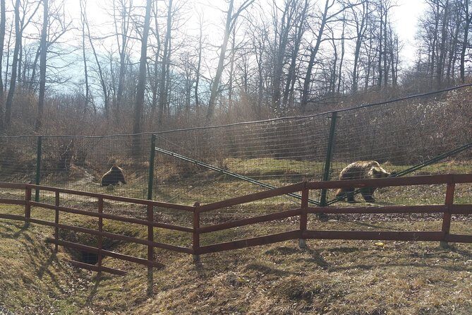 LiBearty Bear Sanctuary Zarnesti Small-Group Trip from Brasov - Why Zărnești’s Bear Sanctuary Is Worth the Early Start