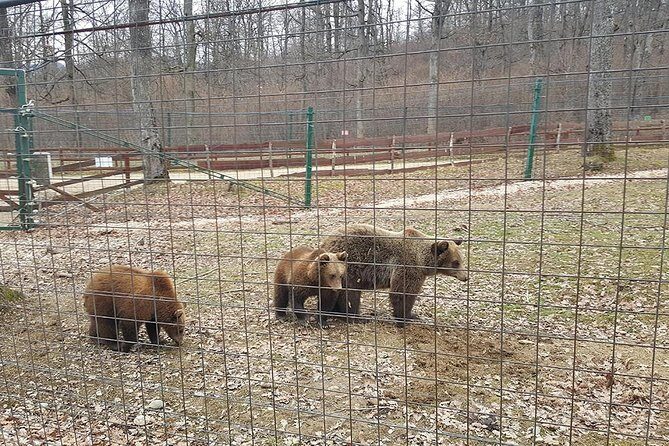 LiBearty Bear Sanctuary Zarnesti Small-Group Trip from Brasov - The Part That’s Hard to Hear: Why the Bears Are Here