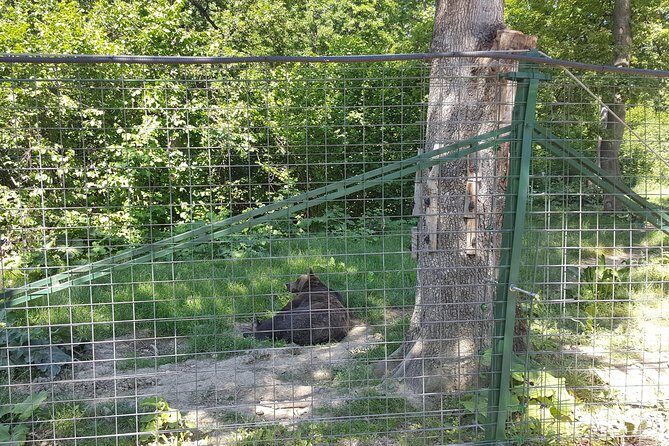LiBearty Bear Sanctuary Zarnesti Small-Group Trip from Brasov - Price and Logistics: Is $90.11 Good Value?