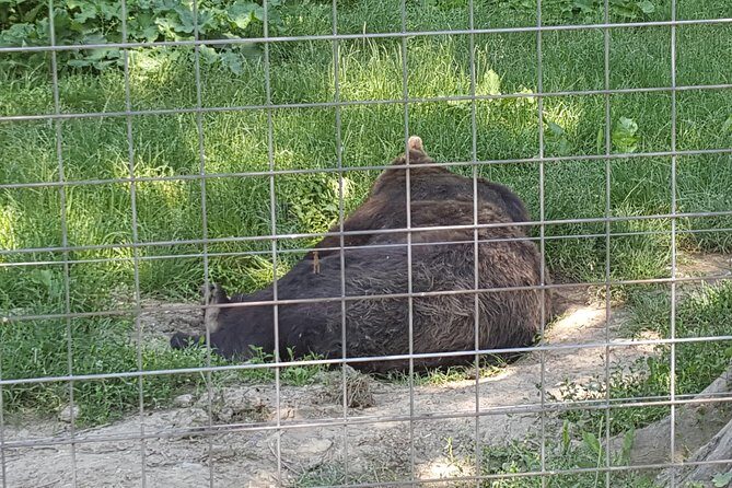 LiBearty Bear Sanctuary Zarnesti Small-Group Trip from Brasov - Book It or Skip It: My Decision Rules