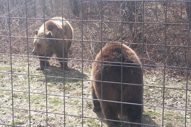 LiBearty Bear Sanctuary Zarnesti Small-Group Trip from Brasov - Brasov Pick-Up, Small Group Size, and the Ride You’ll Actually Enjoy