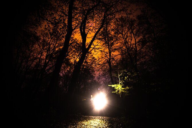 Night Tour in Hoia Baciu Forest - The pace and the 3.5 km hike you should expect