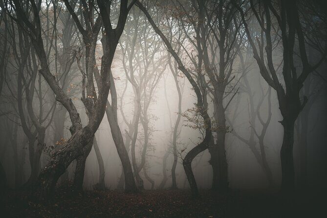 Night Tour in Hoia Baciu Forest - What the guide actually does for you (Alex and the art of pacing)