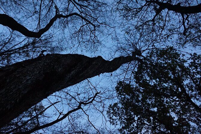 Night Tour in Hoia Baciu Forest - Pickup in Cluj-Napoca: less friction, more night adventure