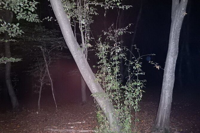 Night Tour in Hoia Baciu Forest - When to go: timing, season feel, and night sounds