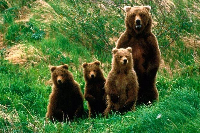 One day trip Bear Sanctuary, Dracula Castle, Rasnov Fortress from Brasov - Brasov pickup to Bran-to-bears flow: why this day feels easy