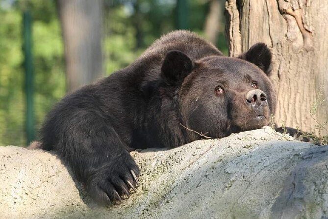 One day trip Bear Sanctuary, Dracula Castle, Rasnov Fortress from Brasov - Price and tickets: where the real cost lands
