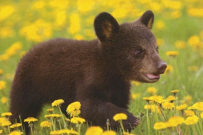 One day trip Bear Sanctuary, Dracula Castle, Rasnov Fortress from Brasov - Guides, communication, and the small-group feel