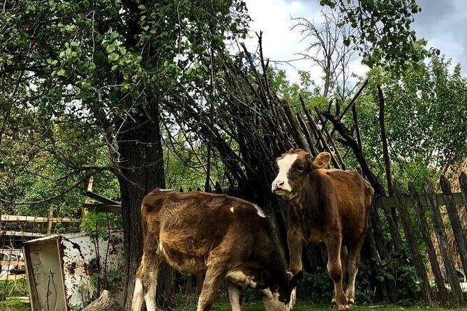 Original Carpathian Village Experience and Sinaia in one day tour - Stop 4: Gondola Sinaia up to 2100 meters for Carpathian views