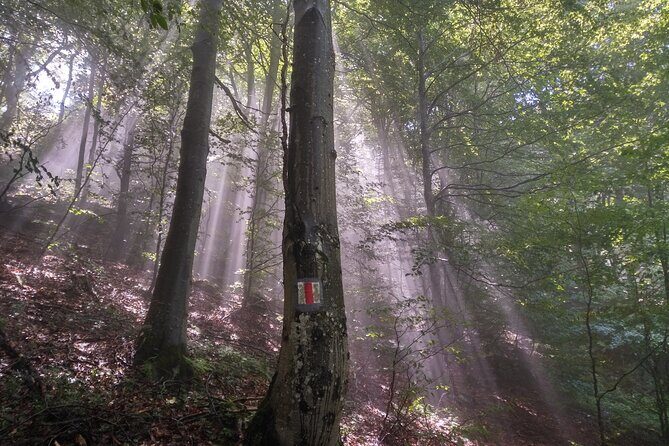 Piatra Craiului National Park Private Hiking Tour from Brasov - Lunch and food planning (what’s not included)