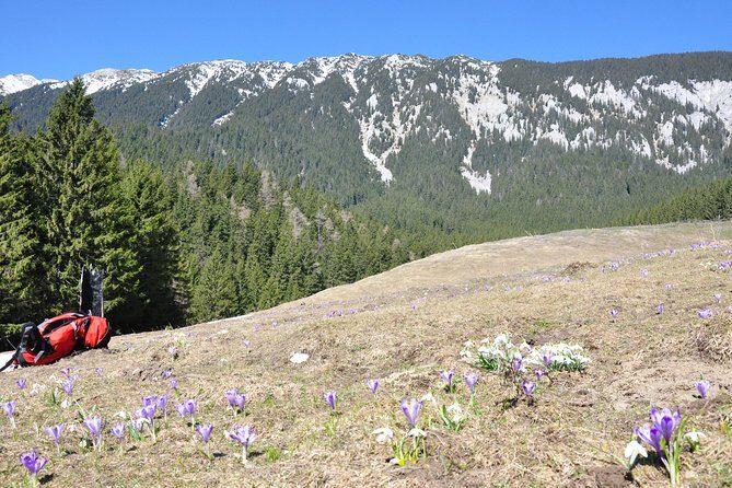 Piatra Craiului National Park Private Hiking Tour from Brasov - Getting what you pay for: price and value at about $126.98