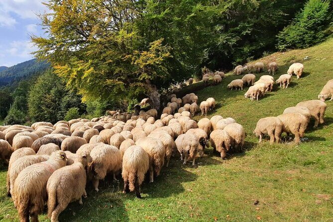Private Full-Day Hiking Tour in Piatra Craiului National Park - Guides Matter: How Local Expertise Improves the Hike
