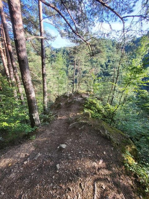 Sibiu: Cindrel Mountains Hike with Traditional Brunch - The 4–5 hour hike: forests, meadows, and viewpoints that reward your pace