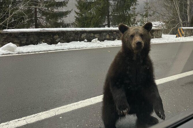 Small group max 7, Transfăgărășan the Top Gear Road - Bears in the Carpathians: when the forest show up