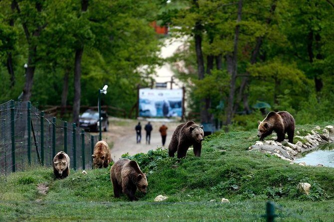 Transylvania with Dracula Castle, Bear Sanctuary and Brasov - Bran Castle: Dracula’s rooms, dark corridors, and crowd reality