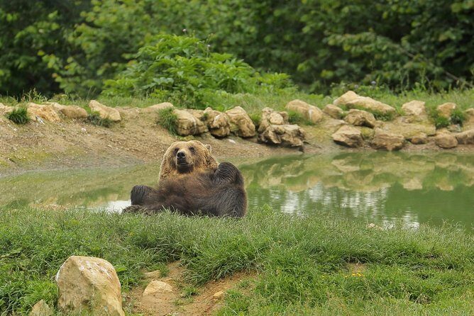 Transylvania with Dracula Castle, Bear Sanctuary and Brasov - The road, pickup logistics, and why the guide matters on a long day