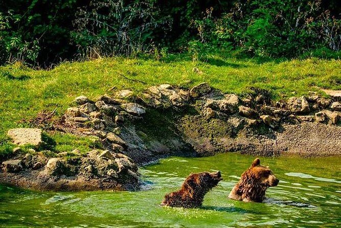 Transylvania with Dracula Castle, Bear Sanctuary and Brasov - Should you book this Dracula, Bears, and Brașov tour?