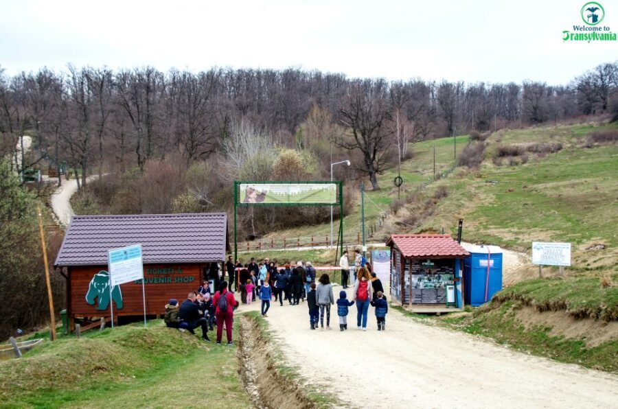Visit Bear Sanctuary and Bran Castle from Brasov - Key Points to Know Before You Go