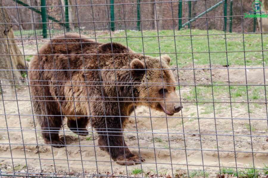 Visit Bear Sanctuary and Bran Castle from Brasov - Price and Value: What You Pay for vs. What You Still Need to Budget
