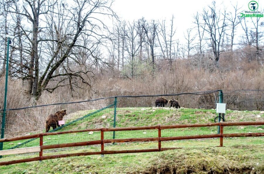 Visit Bear Sanctuary and Bran Castle from Brasov - Who This Tour Suits Best (and Who Should Rethink It)