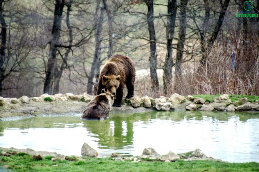 Visit Bear Sanctuary and Bran Castle from Brasov - Should You Book This Brasov to Bears and Bran Day Trip?