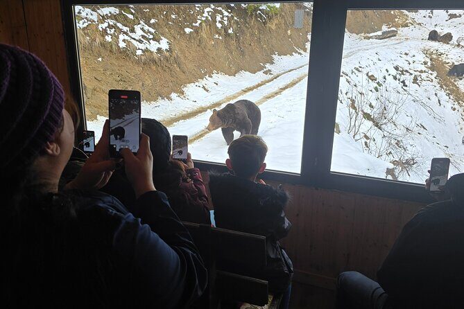 Watching Brown Bear from hideout/ Guarantee you'll see wild Bears - Key highlights to know before you go