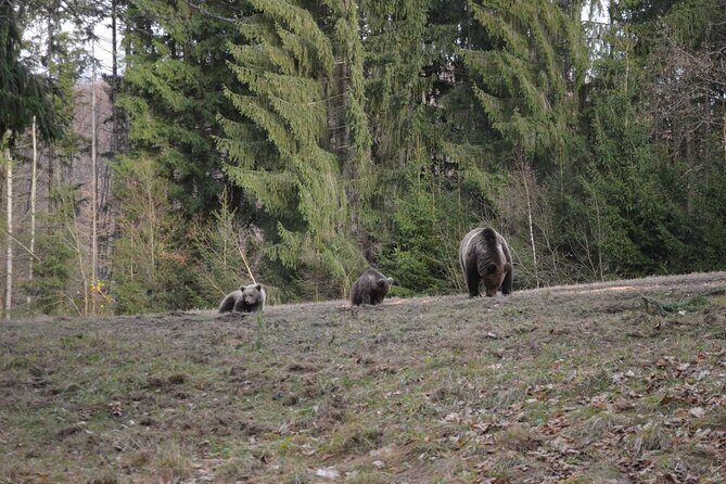 Watching Brown Bear from hideout/ Guarantee you'll see wild Bears - Guide details that actually improve the night