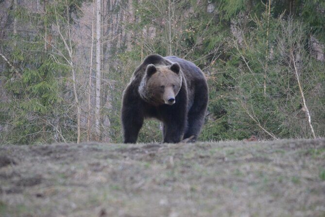 Watching Brown Bear from hideout/ Guarantee you'll see wild Bears - Who this is best for (and who might want to rethink it)