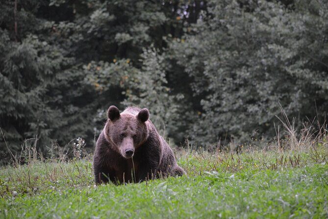 Watching Brown Bear from hideout/ Guarantee you'll see wild Bears - Practical tips so your evening goes smoothly