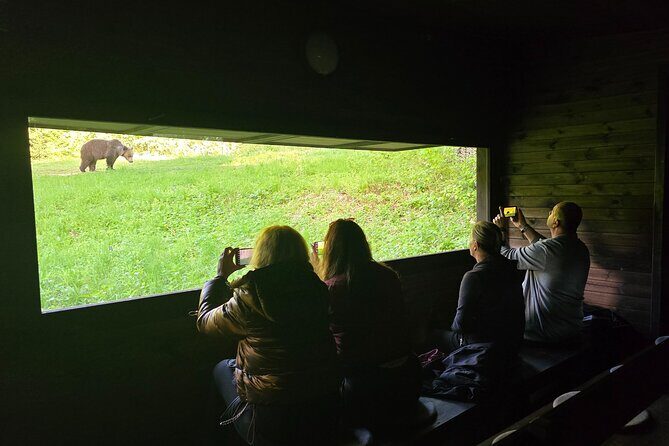Watching Brown Bear from hideout/ Guarantee you'll see wild Bears - The waiting game: how to maximize your odds and photos